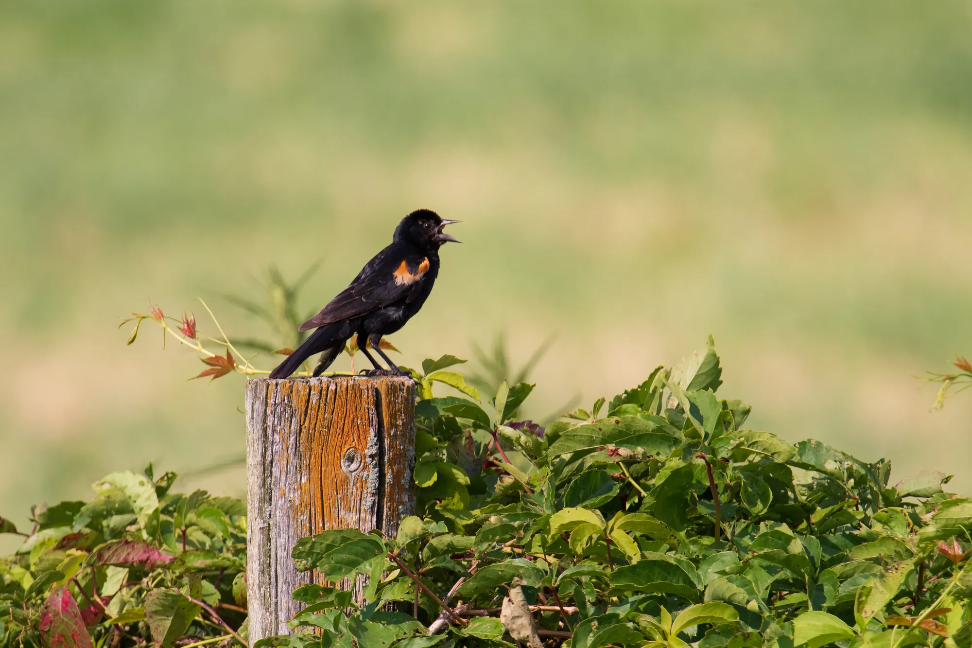 Russet call, red-winged blackbird, Horicon Marsh. 2019.